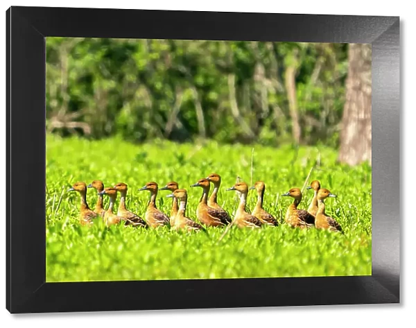 USA, Louisiana, Evangeline Parish. Fulvous whistling duck flock in grass
