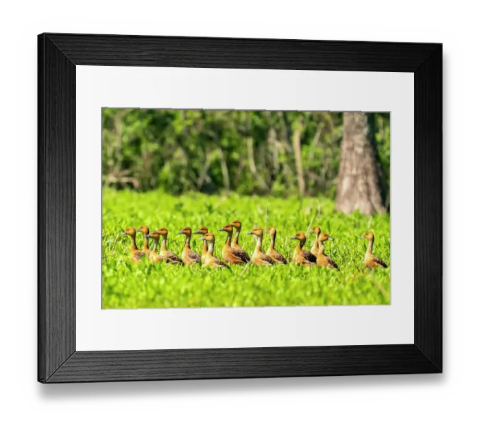 Framed Print : USA, Louisiana, Evangeline Parish. Fulvous whistling duck flock in grass Framed Print : USA, Louisiana, Evangeline Parish. Fulvous whistling duck flock in grass