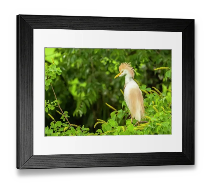 Framed Print : USA, Louisiana, Jefferson Island. Cattle egret in breeding plumage
