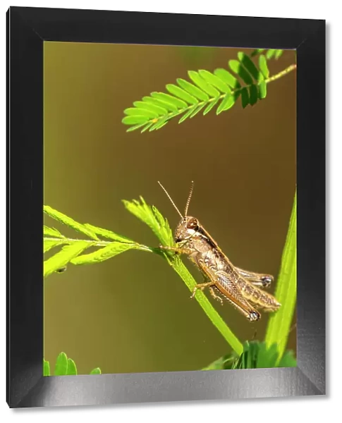USA, Louisiana, Lake Martin. Close-up of grasshopper on stem