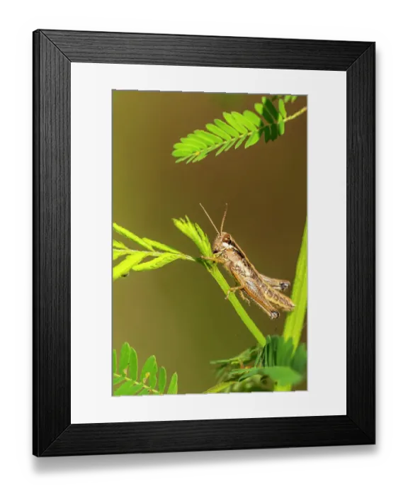 Framed Print : USA, Louisiana, Lake Martin. Close-up of grasshopper on stem Framed Print : USA, Louisiana, Lake Martin. Close-up of grasshopper on stem