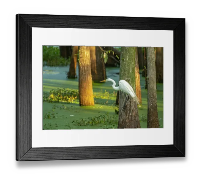 Framed Print : USA, Louisiana, Evangeline Parish. Great egret and swamp Framed Print : USA, Louisiana, Evangeline Parish. Great egret and swamp