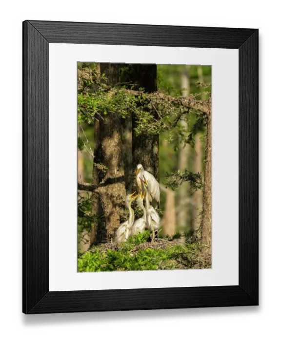 Framed Print : USA, Louisiana, Evangeline Parish. Great egret at nest with chicks Framed Print : USA, Louisiana, Evangeline Parish. Great egret at nest with chicks