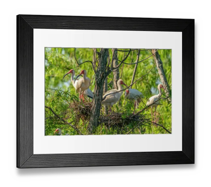 Framed Print : USA, Louisiana, Evangeline Parish. White ibis birds in tree nests Framed Print : USA, Louisiana, Evangeline Parish. White ibis birds in tree nests