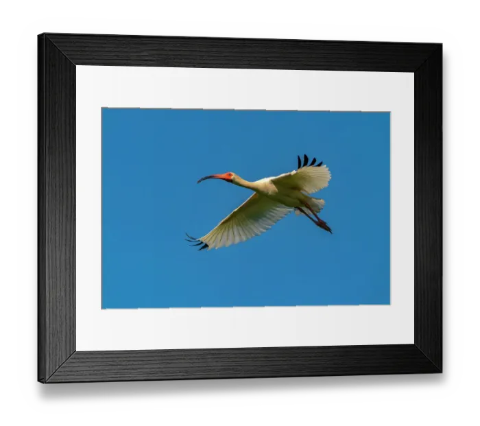 Framed Print : USA, Louisiana, Evangeline Parish. White ibis in flight Framed Print : USA, Louisiana, Evangeline Parish. White ibis in flight