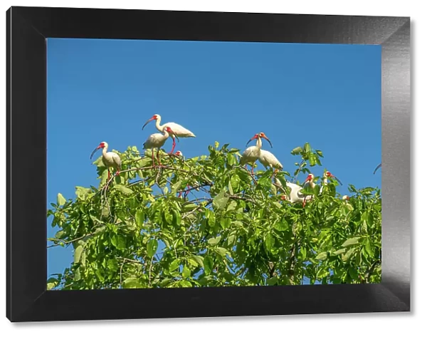 USA, Louisiana, Evangeline Parish. White ibis flock in tree