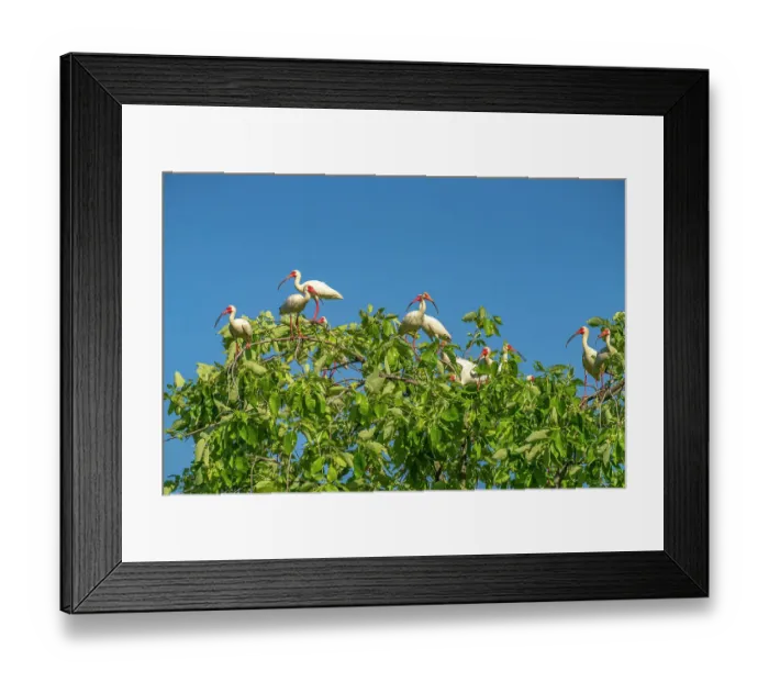 Framed Print : USA, Louisiana, Evangeline Parish. White ibis flock in tree Framed Print : USA, Louisiana, Evangeline Parish. White ibis flock in tree