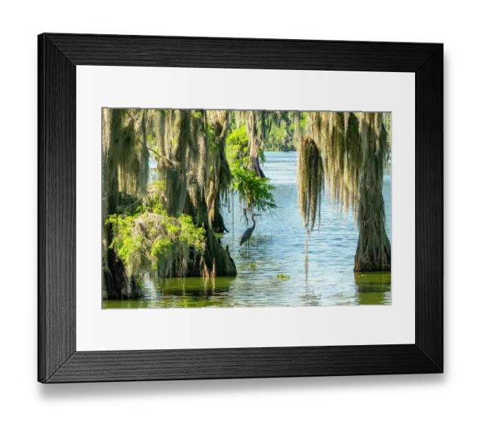 Framed Print : USA, Louisiana, Lake Martin. Great blue heron in swamp and Spanish moss on cypress trees