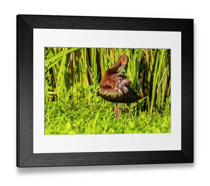 Framed Print : USA, Louisiana, Evangeline Parish. White-faced ibis preening Framed Print : USA, Louisiana, Evangeline Parish. White-faced ibis preening