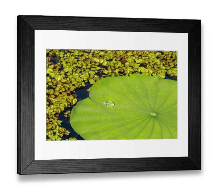 Framed Print : USA, Louisiana, Evangeline Parish. Water lily pad and duckweed Framed Print : USA, Louisiana, Evangeline Parish. Water lily pad and duckweed