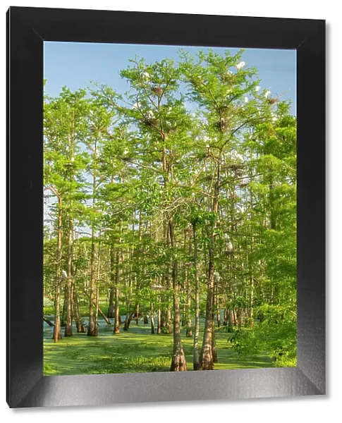 USA, Louisiana, Evangeline Parish. Swamp with egrets in cypress trees