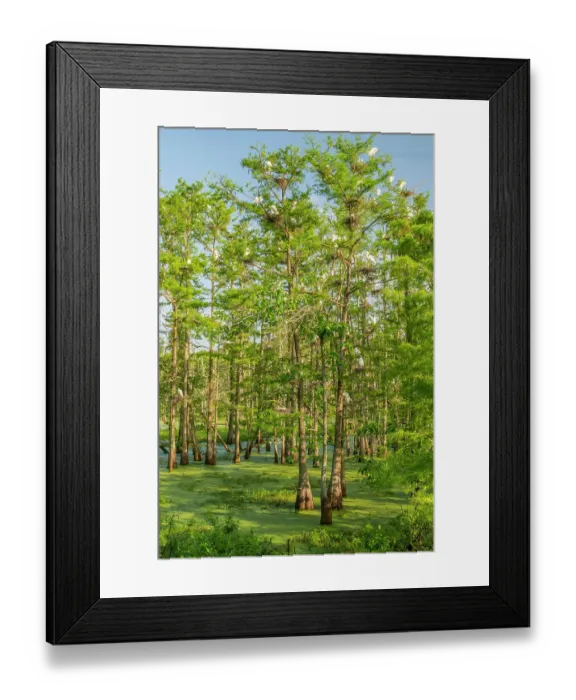 Framed Print : USA, Louisiana, Evangeline Parish. Swamp with egrets in cypress trees Framed Print : USA, Louisiana, Evangeline Parish. Swamp with egrets in cypress trees