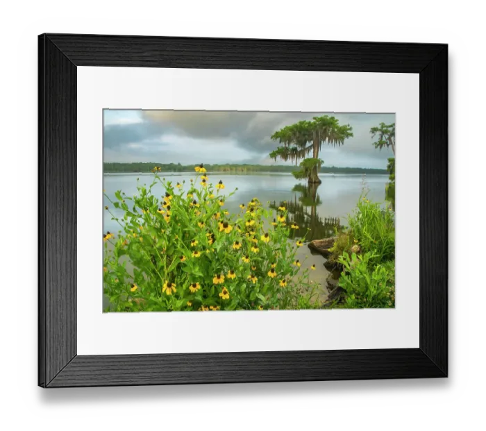 Framed Print : USA, Louisiana, Lake Martin. Coneflowers and bald cypress trees in lake Framed Print : USA, Louisiana, Lake Martin. Coneflowers and bald cypress trees in lake