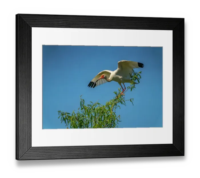 Framed Print : USA, Louisiana, Evangeline Parish. White ibis bird in tree