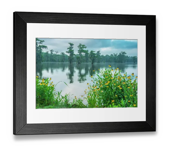 Framed Print : USA, Louisiana, Lake Martin. Swamp with cypress trees and coneflowers Framed Print : USA, Louisiana, Lake Martin. Swamp with cypress trees and coneflowers