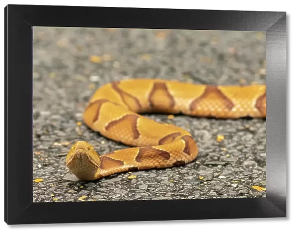 USA, Louisiana, Tensas National Wildlife Refuge. Close-up of copperhead snake