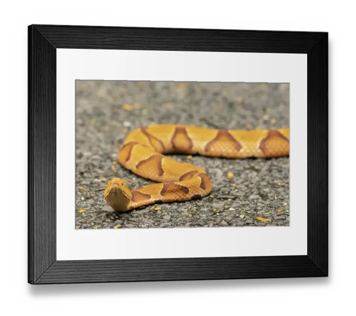 Framed Print : USA, Louisiana, Tensas National Wildlife Refuge. Close-up of copperhead snake