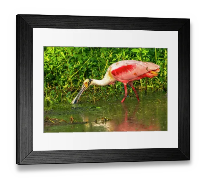Framed Print : USA, Louisiana, Evangeline Parish. Roseate spoonbill feeding in swamp water Framed Print : USA, Louisiana, Evangeline Parish. Roseate spoonbill feeding in swamp water