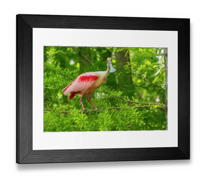 Framed Print : USA, Louisiana, Evangeline Parish. Roseate spoonbill in breeding plumage