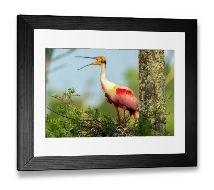 Framed Print : USA, Louisiana, Evangeline Parish. Roseate spoonbill at nest calling Framed Print : USA, Louisiana, Evangeline Parish. Roseate spoonbill at nest calling