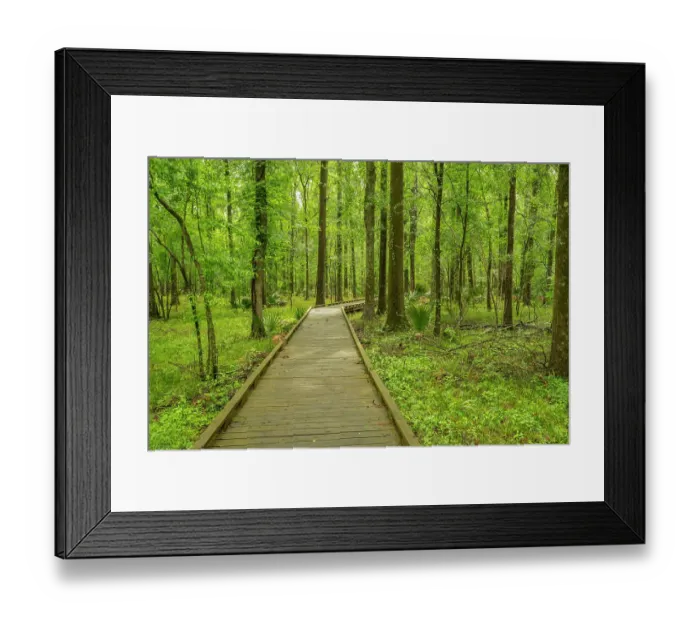 Framed Print : USA, Louisiana, Tensas National Wildlife Refuge. Forest boardwalk trail Framed Print : USA, Louisiana, Tensas National Wildlife Refuge. Forest boardwalk trail