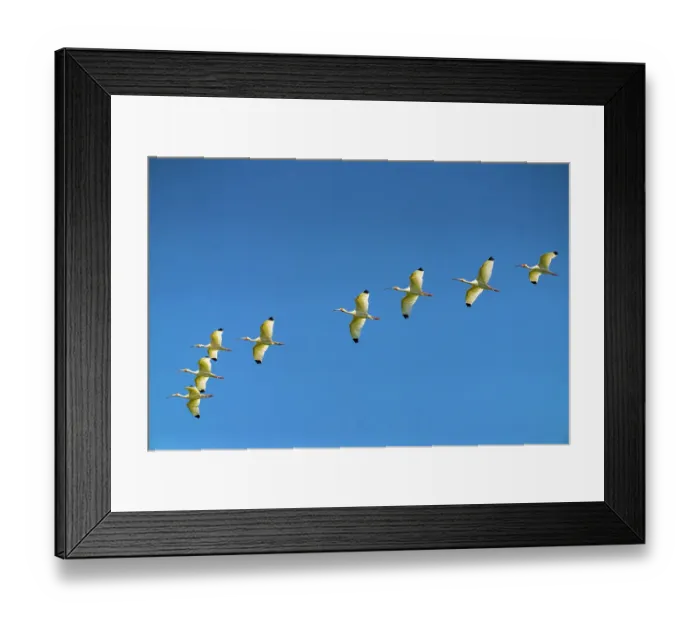Framed Print : USA, Louisiana, Evangeline Parish. White ibis birds in flight Framed Print : USA, Louisiana, Evangeline Parish. White ibis birds in flight