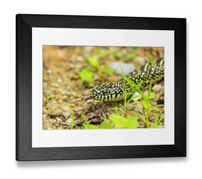Framed Print : USA, Louisiana, Tensas National Wildlife Refuge. Speckled kingsnake close-up Framed Print : USA, Louisiana, Tensas National Wildlife Refuge. Speckled kingsnake close-up