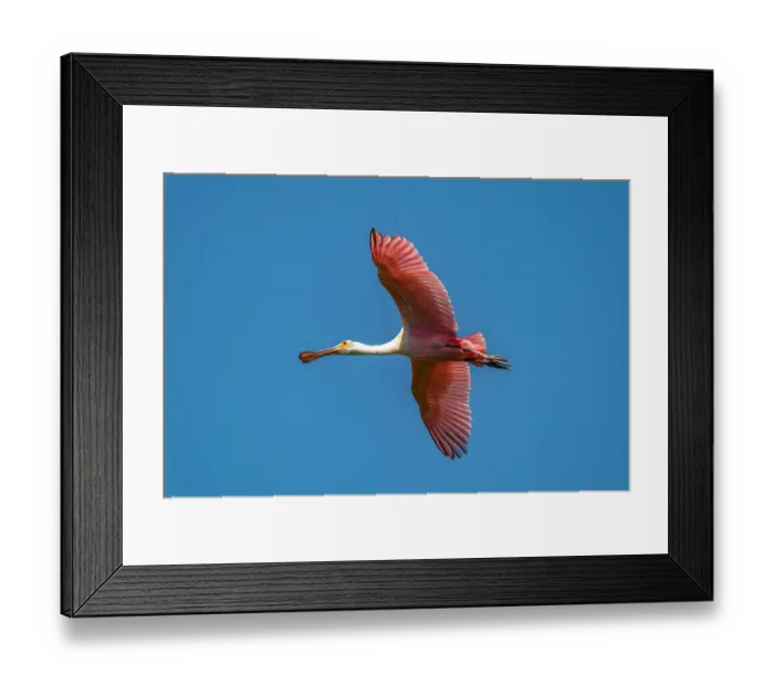 Framed Print : USA, Louisiana, Evangeline Parish. Roseate spoonbill in flight Framed Print : USA, Louisiana, Evangeline Parish. Roseate spoonbill in flight