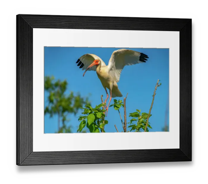 Framed Print : USA, Louisiana, Evangeline Parish. White ibis landing in tree Framed Print : USA, Louisiana, Evangeline Parish. White ibis landing in tree