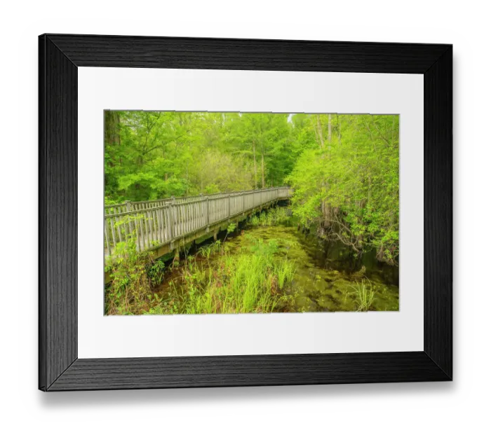 Framed Print : USA, Louisiana, Tensas National Wildlife Refuge. Boardwalk through swamp Framed Print : USA, Louisiana, Tensas National Wildlife Refuge. Boardwalk through swamp
