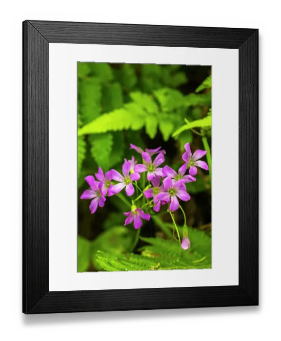 Framed Print : USA, Louisiana, Acadiana Park Nature Station. Close-up of pink wildflowers Framed Print : USA, Louisiana, Acadiana Park Nature Station. Close-up of pink wildflowers