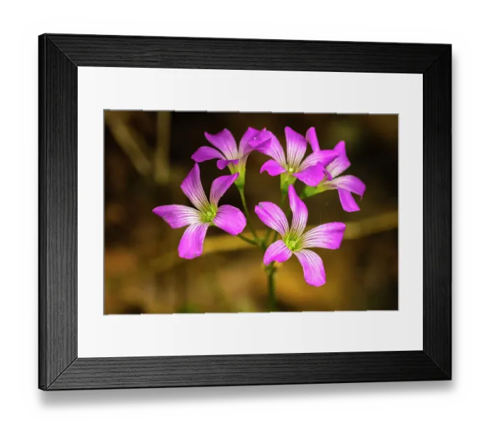 Framed Print : USA, Louisiana, Acadiana Park Nature Station. Close-up of pink wildflowers Framed Print : USA, Louisiana, Acadiana Park Nature Station. Close-up of pink wildflowers