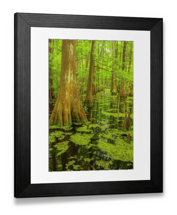 Framed Print : USA, Louisiana, Tensas National Wildlife Refuge. Cypress tree swamp Framed Print : USA, Louisiana, Tensas National Wildlife Refuge. Cypress tree swamp