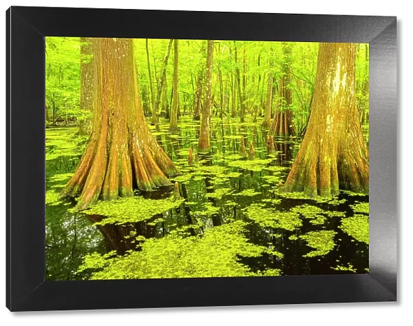 USA, Louisiana, Tensas National Wildlife Refuge. Cypress tree swamp