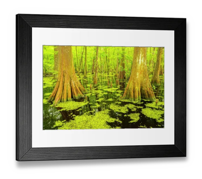 Framed Print : USA, Louisiana, Tensas National Wildlife Refuge. Cypress tree swamp Framed Print : USA, Louisiana, Tensas National Wildlife Refuge. Cypress tree swamp