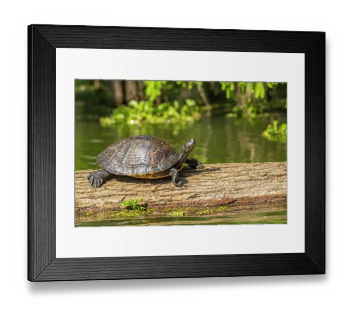 Framed Print : USA, Louisiana, Lake Martin. Red-eared turtle on log Framed Print : USA, Louisiana, Lake Martin. Red-eared turtle on log