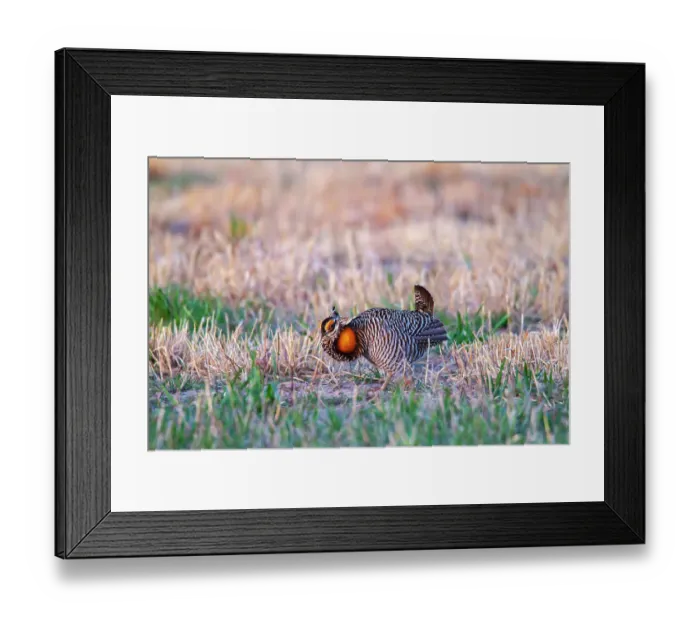 Framed Print : USA, Nebraska, Loup County. Greater prairie chicken male displaying on lek