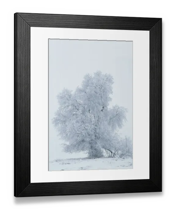 Framed Print : USA, Montana, Kalispell. Cottonwood tree in snowstorm Framed Print : USA, Montana, Kalispell. Cottonwood tree in snowstorm
