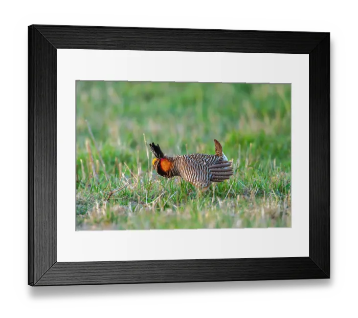 Framed Print : USA, Nebraska, Loup County. Greater prairie chicken male displaying on lek