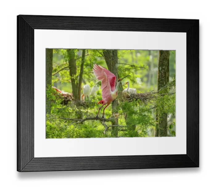 Framed Print : USA, Louisiana, Evangeline Parish. Roseate spoonbill taking flight from rookery Framed Print : USA, Louisiana, Evangeline Parish. Roseate spoonbill taking flight from rookery