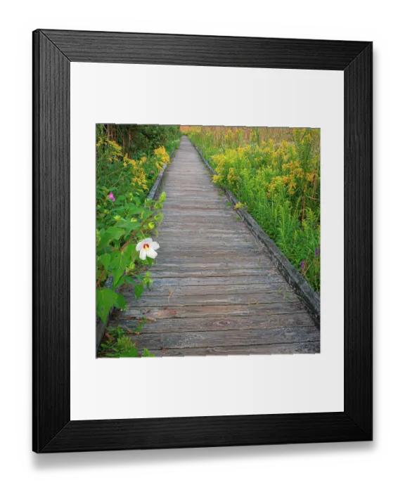 Framed Print : USA, New Jersey, Cape May National Seashore. USA, New Jersey, Cape May National Seashore