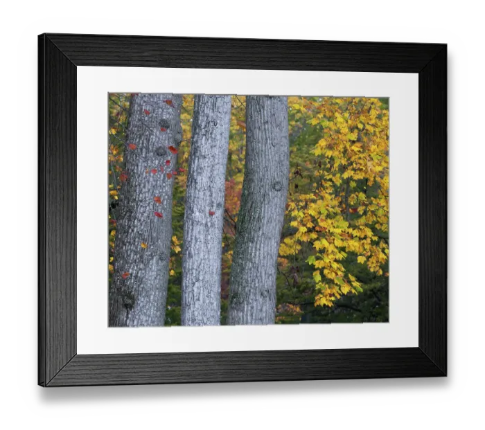 Framed Print : USA, New Jersey, Pine Barrens National Preserve. Trees and foliage in autumn