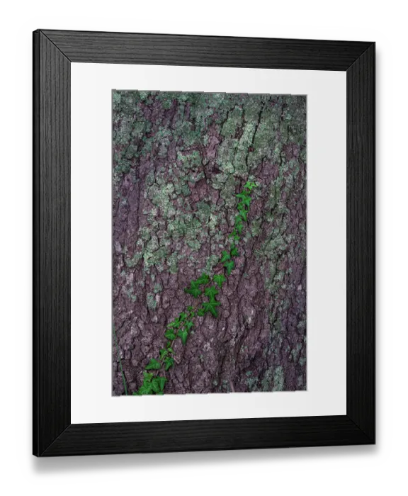 Framed Print : USA, New Jersey, Cape May National Seashore. Close-up of vine on tree trunk Framed Print : USA, New Jersey, Cape May National Seashore. Close-up of vine on tree trunk