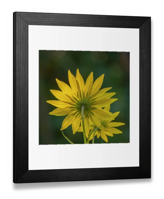 Framed Print : USA, New Jersey, Cape May National Seashore. Close-up of yellow flowers