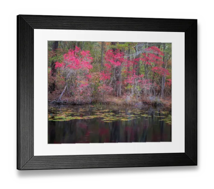 Framed Print : USA, New Jersey, Pine Barrens National Preserve