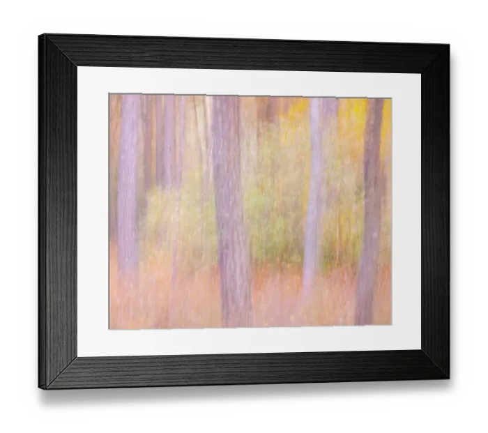 Framed Print : USA, New Jersey, Pine Barrens National Preserve