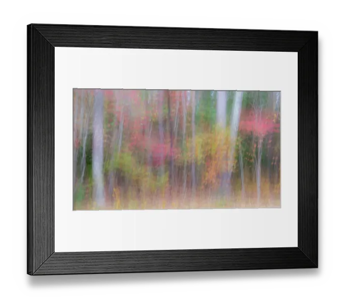 Framed Print : USA, New Jersey, Pine Barrens National Preserve. Forest abstract Framed Print : USA, New Jersey, Pine Barrens National Preserve. Forest abstract