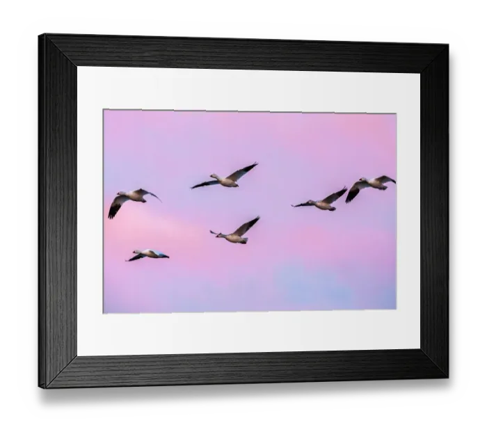 Framed Print : USA, New Mexico, Bosque Del Apache National Wildlife Refuge. Snow geese in flight at sunrise Framed Print : USA, New Mexico, Bosque Del Apache National Wildlife Refuge. Snow geese in flight at sunrise