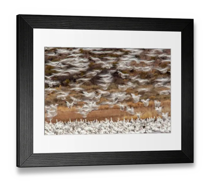Framed Print : USA, New Mexico, Bosque Del Apache National Wildlife Refuge. Snow geese flock landing Framed Print : USA, New Mexico, Bosque Del Apache National Wildlife Refuge. Snow geese flock landing