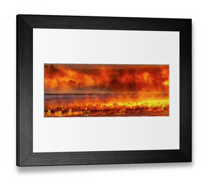 Framed Print : USA, New Mexico, Bosque Del Apache National Wildlife Refuge. Panoramic of birds in water at sunrise Framed Print : USA, New Mexico, Bosque Del Apache National Wildlife Refuge. Panoramic of birds in water at sunrise